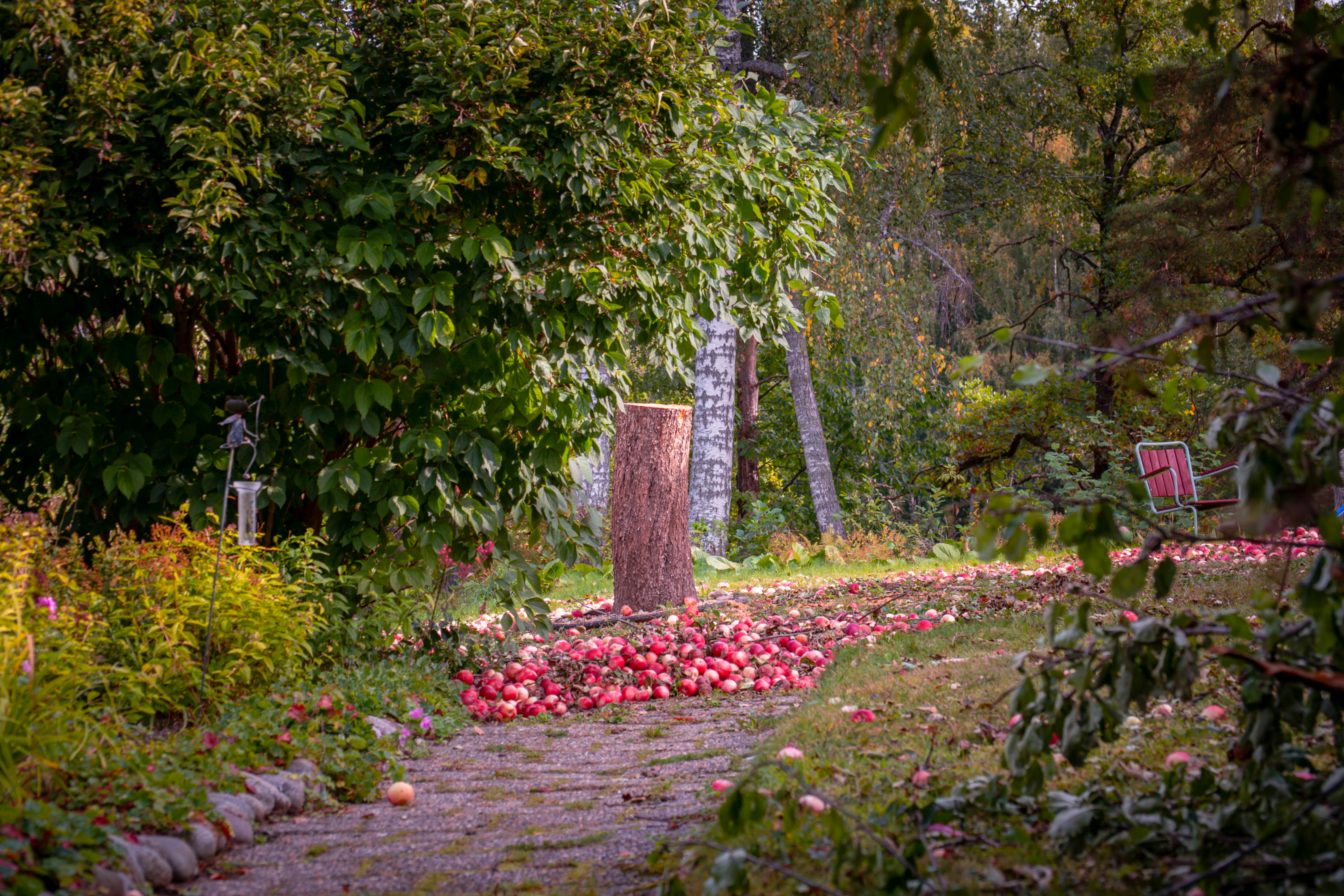 Schöner Garten nach Baumstumpf Entfernung